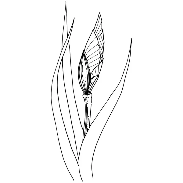 Iris Estilo Vectorial Aislado Nombre Completo Planta Iris Flor Vectorial — Archivo Imágenes Vectoriales