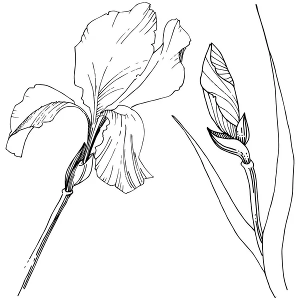 Süsen izole bir vektör tarzı. Bitki tam adı: Iris. Arka plan, doku, sarıcı desen, çerçeve veya kenarlık için vektör çiçek.