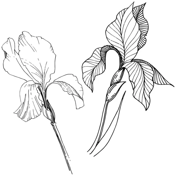 Süsen izole bir vektör tarzı. Bitki tam adı: Iris. Arka plan, doku, sarıcı desen, çerçeve veya kenarlık için vektör çiçek.