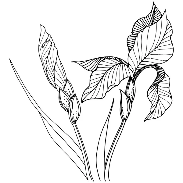 Süsen izole bir vektör tarzı. Bitki tam adı: Iris. Arka plan, doku, sarıcı desen, çerçeve veya kenarlık için vektör çiçek.