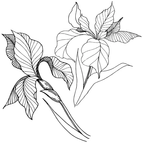 Ирисы Векторном Стиле Изолированы Полное Название Растения Айрис Векторный Цветок — стоковый вектор