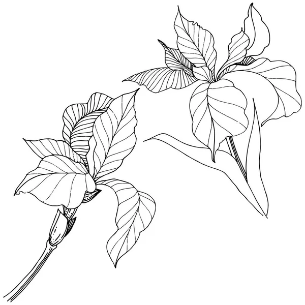 Süsen izole bir vektör tarzı. Bitki tam adı: Iris. Arka plan, doku, sarıcı desen, çerçeve veya kenarlık için vektör çiçek.