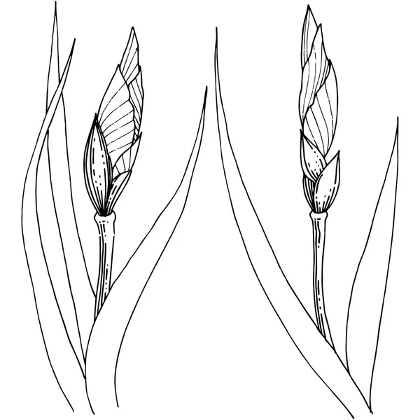 Süsen izole bir vektör tarzı. Bitki tam adı: Iris. Arka plan, doku, sarıcı desen, çerçeve veya kenarlık için vektör çiçek.