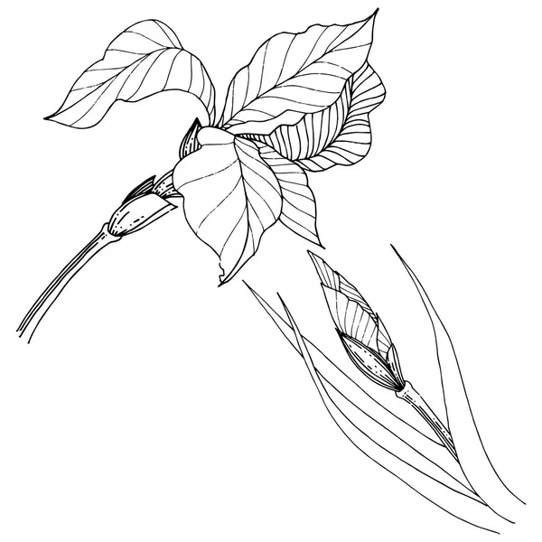 Süsen izole bir vektör tarzı. Bitki tam adı: Iris. Arka plan, doku, sarıcı desen, çerçeve veya kenarlık için vektör çiçek.