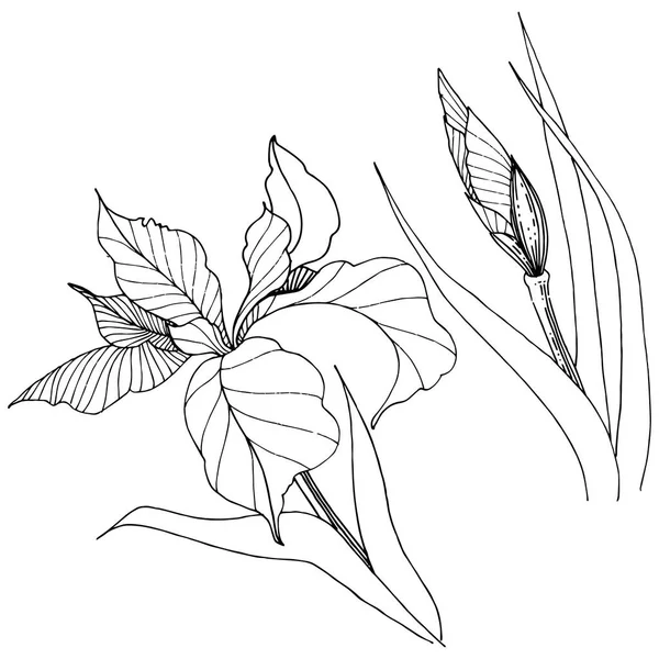 Süsen izole bir vektör tarzı. Bitki tam adı: Iris. Arka plan, doku, sarıcı desen, çerçeve veya kenarlık için vektör çiçek.