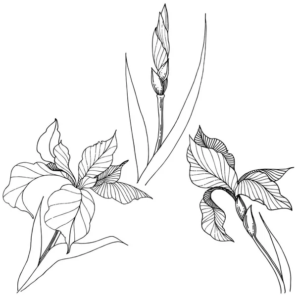 Süsen izole bir vektör tarzı. Bitki tam adı: Iris. Arka plan, doku, sarıcı desen, çerçeve veya kenarlık için vektör çiçek.