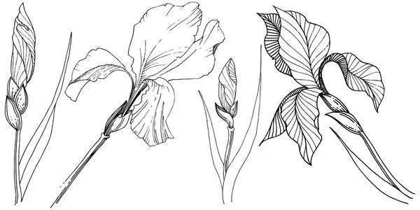 Süsen izole bir vektör tarzı. Bitki tam adı: Iris. Arka plan, doku, sarıcı desen, çerçeve veya kenarlık için vektör çiçek.