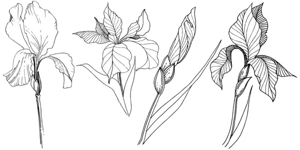 Süsen izole bir vektör tarzı. Bitki tam adı: Iris. Arka plan, doku, sarıcı desen, çerçeve veya kenarlık için vektör çiçek.