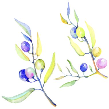 Zeytin dalı izole bir suluboya tarzında. Bitki tam adı: bir zeytin ağacı dalı. Arka plan, doku, sarıcı desen, çerçeve veya kenarlık için Aquarelle zeytin ağacı.