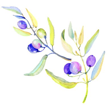 Zeytin dalı izole bir suluboya tarzında. Bitki tam adı: bir zeytin ağacı dalı. Arka plan, doku, sarıcı desen, çerçeve veya kenarlık için Aquarelle zeytin ağacı.