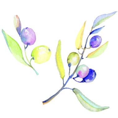 Zeytin dalı izole bir suluboya tarzında. Bitki tam adı: bir zeytin ağacı dalı. Arka plan, doku, sarıcı desen, çerçeve veya kenarlık için Aquarelle zeytin ağacı.