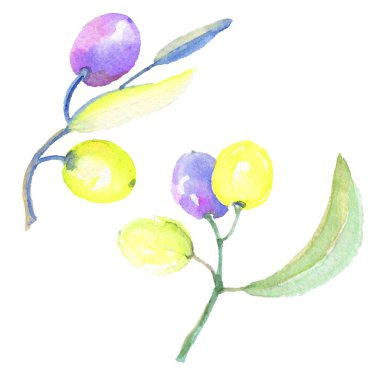 Zeytin dalı izole bir suluboya tarzında. Bitki tam adı: bir zeytin ağacı dalı. Arka plan, doku, sarıcı desen, çerçeve veya kenarlık için Aquarelle zeytin ağacı.