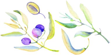 Zeytin dalı izole bir suluboya tarzında. Bitki tam adı: bir zeytin ağacı dalı. Arka plan, doku, sarıcı desen, çerçeve veya kenarlık için Aquarelle zeytin ağacı.