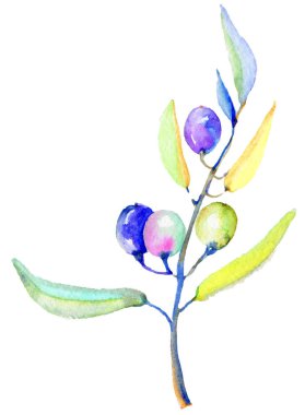 Zeytin dalı izole bir suluboya tarzında. Bitki tam adı: bir zeytin ağacı dalı. Arka plan, doku, sarıcı desen, çerçeve veya kenarlık için Aquarelle zeytin ağacı.