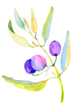 Zeytin dalı izole bir suluboya tarzında. Bitki tam adı: bir zeytin ağacı dalı. Arka plan, doku, sarıcı desen, çerçeve veya kenarlık için Aquarelle zeytin ağacı.