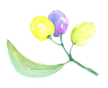 Zeytin dalı izole bir suluboya tarzında. Bitki tam adı: bir zeytin ağacı dalı. Arka plan, doku, sarıcı desen, çerçeve veya kenarlık için Aquarelle zeytin ağacı.