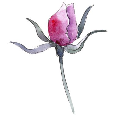 Pembe gül. Botanik çiçek. Vahşi bahar yaprak izole kır çiçeği. Arka plan, doku, sarıcı desen, çerçeve veya kenarlık için Aquarelle kır çiçeği.