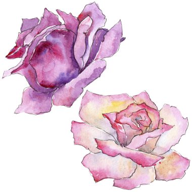 Pembe gül. Botanik çiçek. Vahşi bahar yaprak izole kır çiçeği. Arka plan, doku, sarıcı desen, çerçeve veya kenarlık için Aquarelle kır çiçeği.