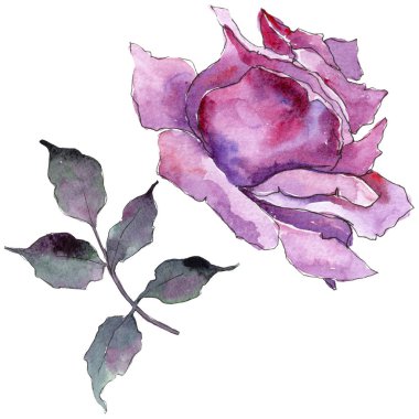 Pembe gül. Botanik çiçek. Vahşi bahar yaprak izole kır çiçeği. Arka plan, doku, sarıcı desen, çerçeve veya kenarlık için Aquarelle kır çiçeği.