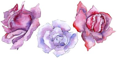 Pembe gül. Botanik çiçek. Vahşi bahar yaprak izole kır çiçeği. Arka plan, doku, sarıcı desen, çerçeve veya kenarlık için Aquarelle kır çiçeği.