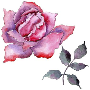 Pembe gül. Botanik çiçek. Vahşi bahar yaprak izole kır çiçeği. Arka plan, doku, sarıcı desen, çerçeve veya kenarlık için Aquarelle kır çiçeği.