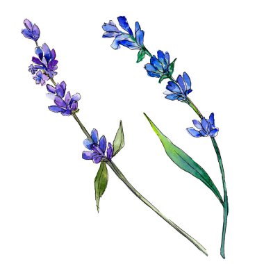 Mor lavanta. Botanik çiçek. Vahşi bahar yaprak izole kır çiçeği. Arka plan, doku, sarıcı desen, çerçeve veya kenarlık için Aquarelle kır çiçeği.