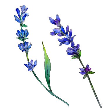 Mor lavanta. Botanik çiçek. Vahşi bahar yaprak izole kır çiçeği. Arka plan, doku, sarıcı desen, çerçeve veya kenarlık için Aquarelle kır çiçeği.