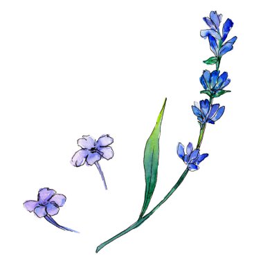 Mor lavanta. Botanik çiçek. Vahşi bahar yaprak izole kır çiçeği. Arka plan, doku, sarıcı desen, çerçeve veya kenarlık için Aquarelle kır çiçeği.