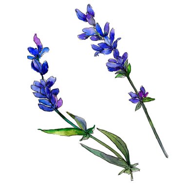 Mor lavanta. Botanik çiçek. Vahşi bahar yaprak izole kır çiçeği. Arka plan, doku, sarıcı desen, çerçeve veya kenarlık için Aquarelle kır çiçeği.