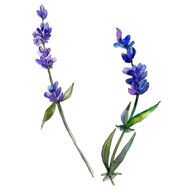 Mor lavanta. Botanik çiçek. Vahşi bahar yaprak izole kır çiçeği. Arka plan, doku, sarıcı desen, çerçeve veya kenarlık için Aquarelle kır çiçeği.