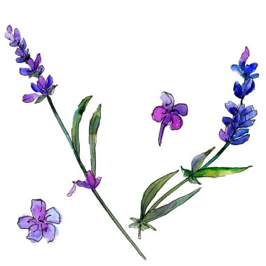 Mor lavanta. Botanik çiçek. Vahşi bahar yaprak izole kır çiçeği. Arka plan, doku, sarıcı desen, çerçeve veya kenarlık için Aquarelle kır çiçeği.