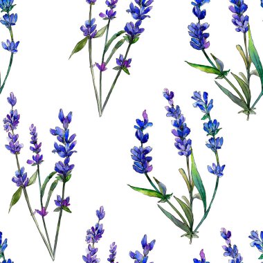 Mor lavanta. Botanik çiçek. Sorunsuz arka plan deseni. Kumaş duvar kağıdı yazdırma doku. Arka plan, doku, sarıcı desen, çerçeve veya kenarlık için Aquarelle kır çiçeği.
