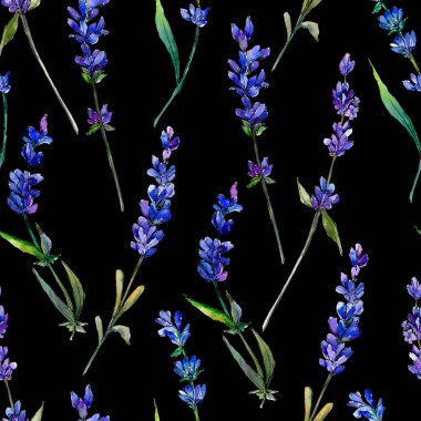 Mor lavanta. Botanik çiçek. Sorunsuz arka plan deseni. Kumaş duvar kağıdı yazdırma doku. Arka plan, doku, sarıcı desen, çerçeve veya kenarlık için Aquarelle kır çiçeği.