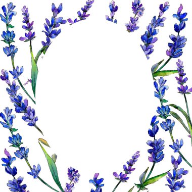 Mor lavanta. Botanik çiçek. Çerçeve kenarlığı süsleme Meydanı. Arka plan, doku, sarıcı desen, çerçeve veya kenarlık için Aquarelle kır çiçeği.