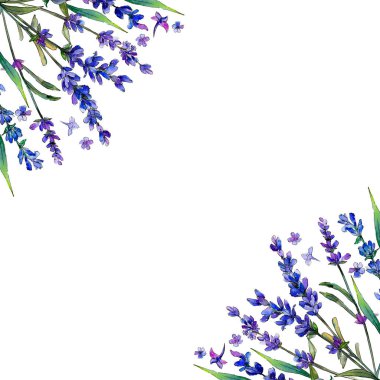 Mor lavanta. Botanik çiçek. Çerçeve kenarlığı süsleme Meydanı. Arka plan, doku, sarıcı desen, çerçeve veya kenarlık için Aquarelle kır çiçeği.