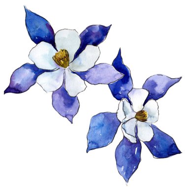 Mavi Aquilegia. Botanik çiçek. Vahşi bahar yaprak izole kır çiçeği. Arka plan, doku, sarıcı desen, çerçeve veya kenarlık için Aquarelle kır çiçeği.