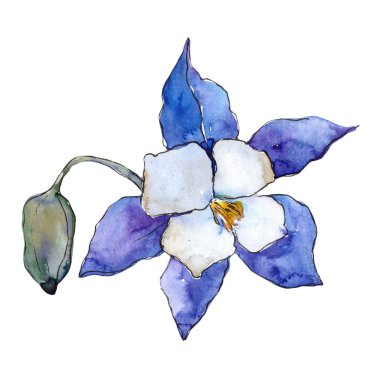 Mavi Aquilegia. Botanik çiçek. Vahşi bahar yaprak izole kır çiçeği. Arka plan, doku, sarıcı desen, çerçeve veya kenarlık için Aquarelle kır çiçeği.