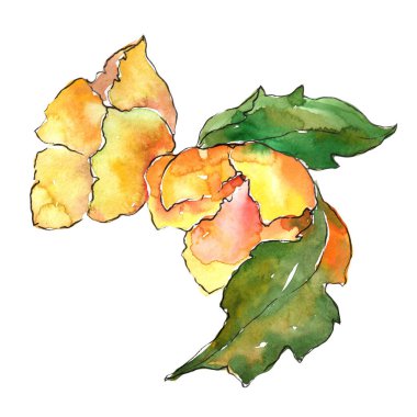 Sarı gardenya. Botanik çiçek. Vahşi bahar yaprak izole kır çiçeği. Arka plan, doku, sarıcı desen, çerçeve veya kenarlık için Aquarelle kır çiçeği.