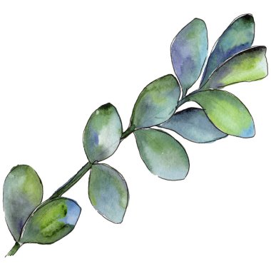 Şimşir izole bir suluboya tarzında bırakır. Aquarelle yaprak için arka plan, doku, sarıcı desen, çerçeve veya kenarlık.