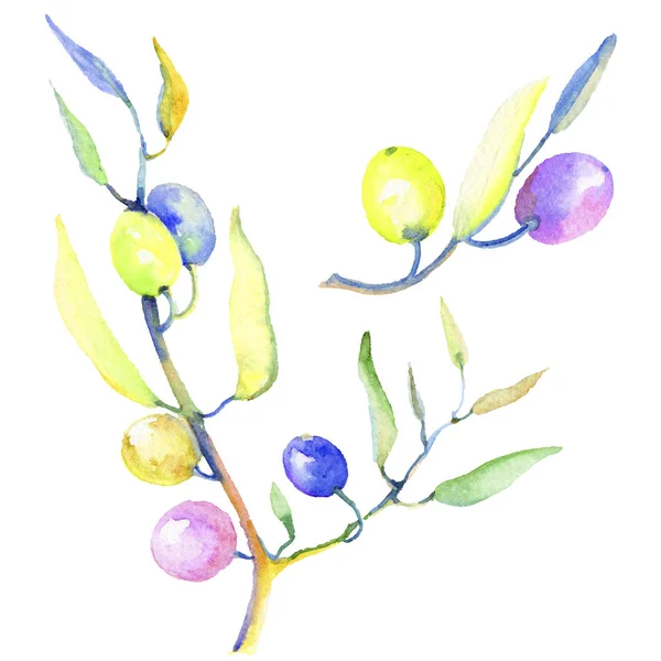 Olive Branches Watercolor Style Isolated Full Name Plant Branches Olive — Stock Photo, Image