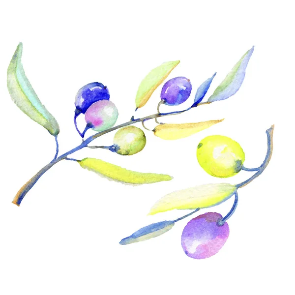 Оливковые Ветви Акварельном Стиле Изолированы Полное Название Растения Ветви Оливкового — стоковое фото