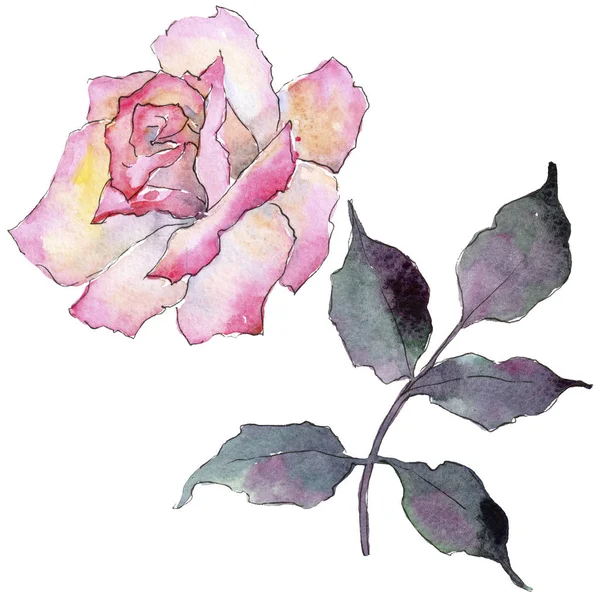 Розовая Роза Цветочный Ботанический Цветок Дикий Весенний Цветок Изолирован Aquarelle — стоковое фото