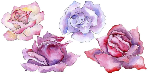 Rosa Rosa Fiore Botanico Floreale Fiore Selvatico Primaverile Isolato Fiordaliso — Foto Stock