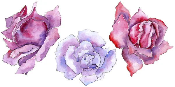 Pembe gül. Botanik çiçek. Vahşi bahar yaprak izole kır çiçeği. Arka plan, doku, sarıcı desen, çerçeve veya kenarlık için Aquarelle kır çiçeği.