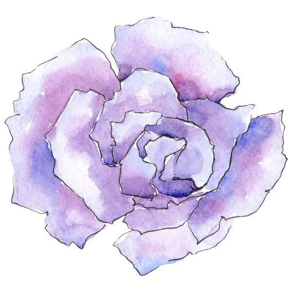 Розовая Роза Цветочный Ботанический Цветок Дикий Весенний Цветок Изолирован Aquarelle — стоковое фото