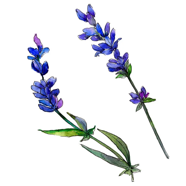 Mor lavanta. Botanik çiçek. Vahşi bahar yaprak izole kır çiçeği. Arka plan, doku, sarıcı desen, çerçeve veya kenarlık için Aquarelle kır çiçeği.