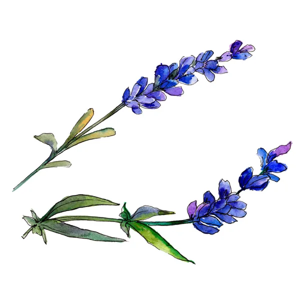 Mor lavanta. Botanik çiçek. Vahşi bahar yaprak izole kır çiçeği. Arka plan, doku, sarıcı desen, çerçeve veya kenarlık için Aquarelle kır çiçeği.