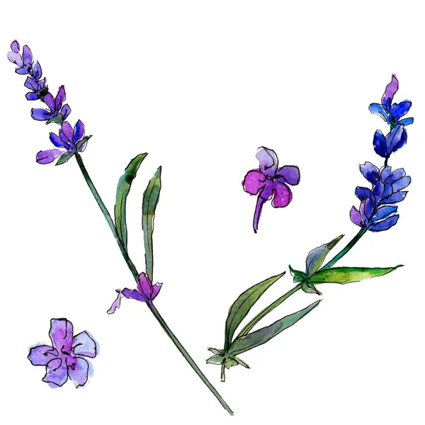 Mor lavanta. Botanik çiçek. Vahşi bahar yaprak izole kır çiçeği. Arka plan, doku, sarıcı desen, çerçeve veya kenarlık için Aquarelle kır çiçeği.