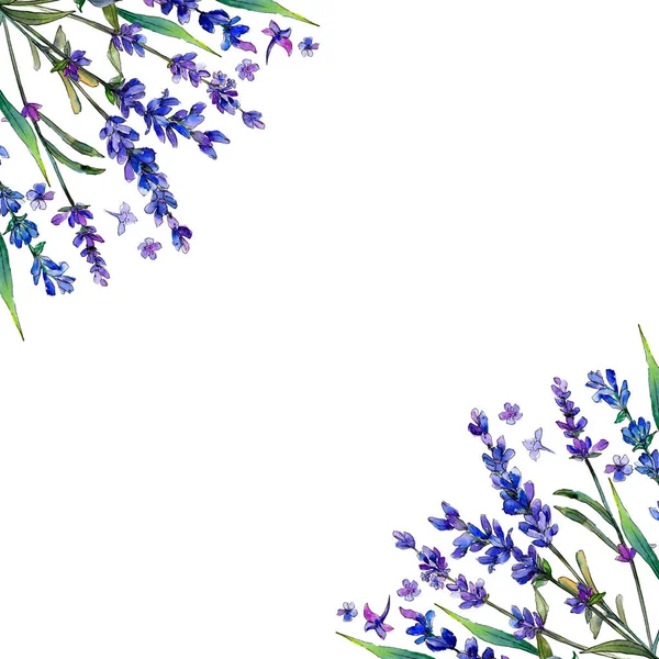 Mor lavanta. Botanik çiçek. Çerçeve kenarlığı süsleme Meydanı. Arka plan, doku, sarıcı desen, çerçeve veya kenarlık için Aquarelle kır çiçeği.