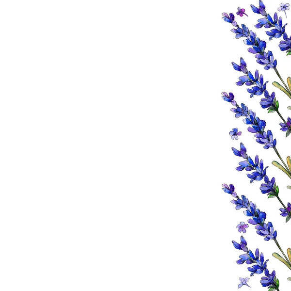 紫のラベンダー 花植物の花 フレーム枠飾りスクエア テクスチャ ラッパー パターン フレームや境界線の Aquarelle ワイルドフラワー — ストック写真